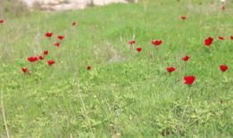 草草视频免费观看,草草视频免费观影之旅